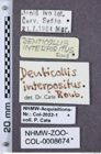 Etiketten zu Denticollis interpositus (NHMW-ZOO-COL-0008674)